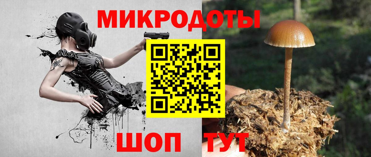 Галлюциногенные грибы Psilocybe Коряжма